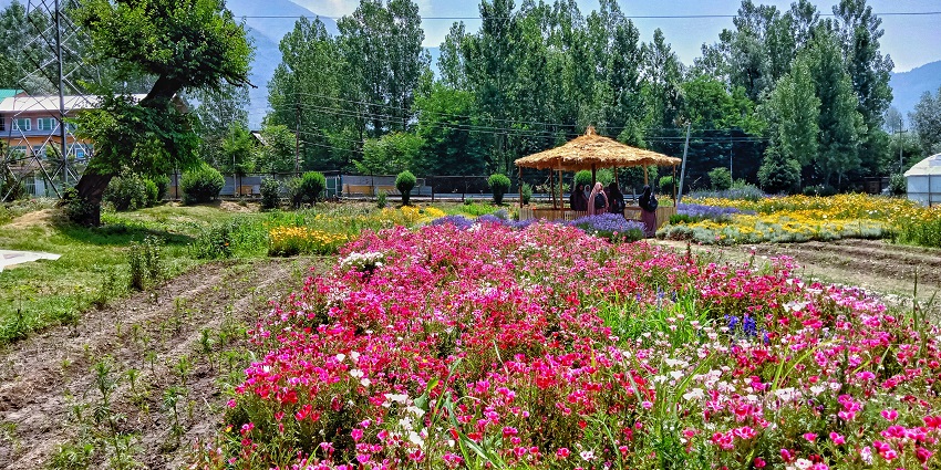 KDFC Floriculture centre is a picturesque place in Munnar ideal for wandering around