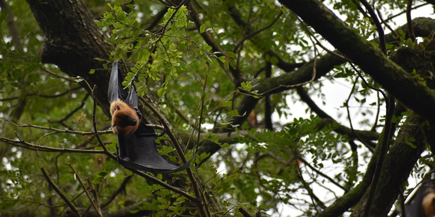 Indian Flying Fox hanging on a tree at Mangalavanam Bird Sanctuary - Jungle Safari, Kerala