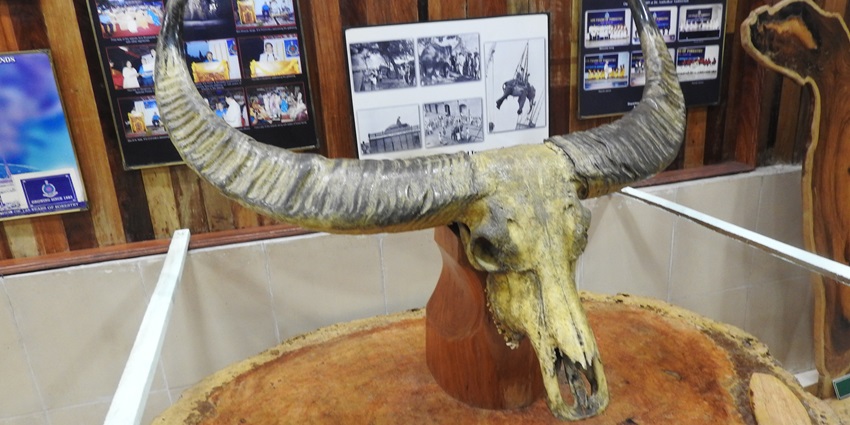 A visit to the Forest Museum at Port Blair is one of the touristy things to do in Andaman.
