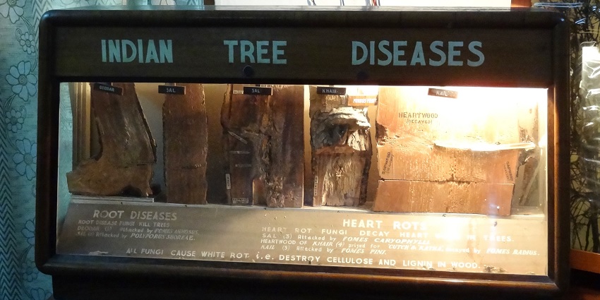 A display in a museum that shows types of tree diseases with specimens attached.