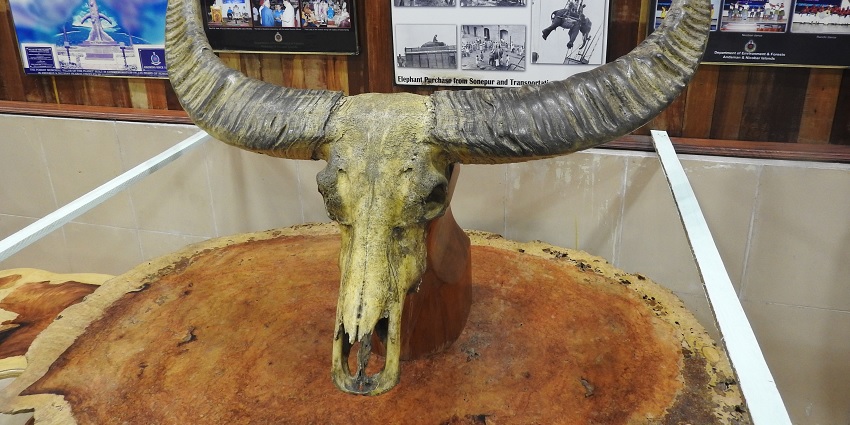 Forest Museum on Chatham Island is a scenic hotspot near the Zonal Anthropological Museum
