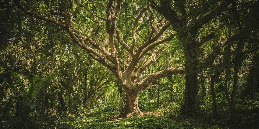 Trichur Forest, dense with greenery and diverse wildlife - haunted places in Kerala
