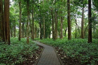 There are plenty of places to visit in Nilambur for you to have an immersive experience.