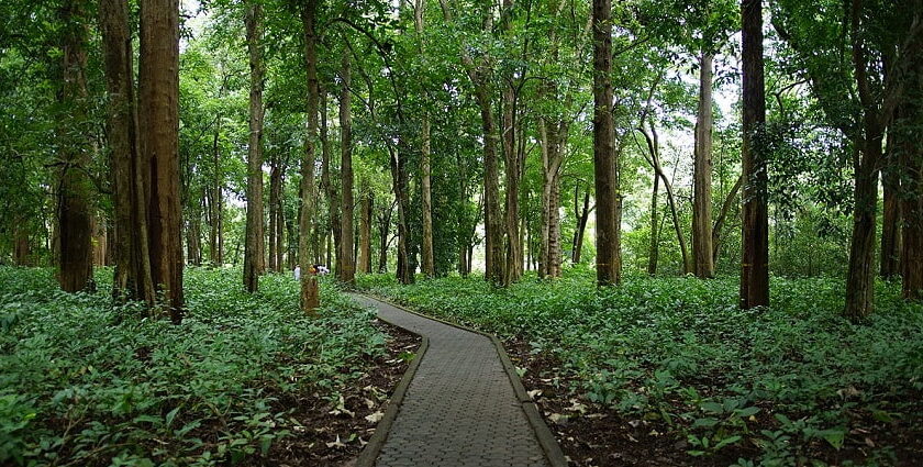 There are plenty of places to visit in Nilambur for you to have an immersive experience.