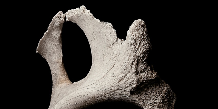 dmiring rare fossils in Wonder Caves is one of the best things for history enthusiasts.