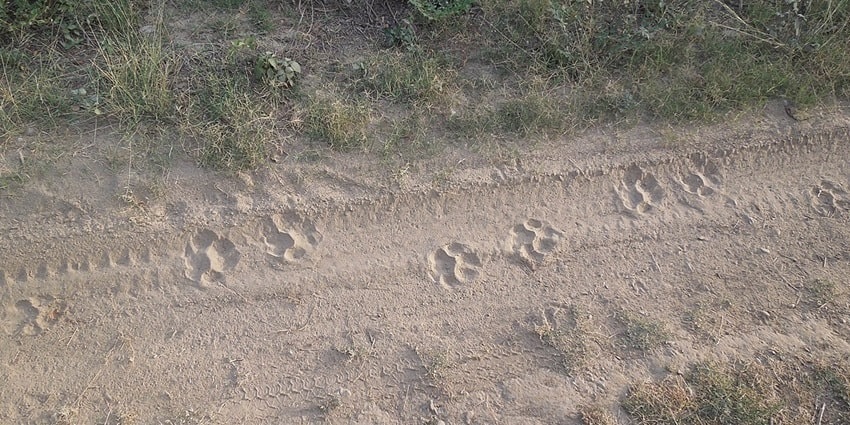 Catch pugmarks of tigers at the Parambikulam National Park while walking through the forest
