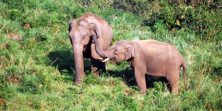 Garo Hills Elephant Reserve is one of the best wildlife sanctuaries in Meghalaya.