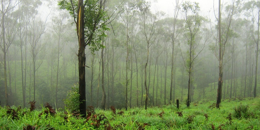 The misty Gavi Forest is a scenic attraction near the Perunthenaruvi Waterfalls