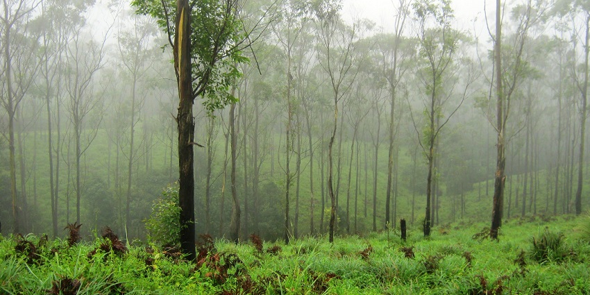 Gavi , with its misty forests and biodiversity, is an amazing option for hiking, bloating etc.