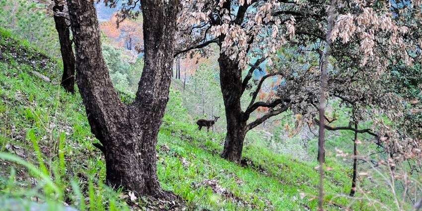 Navigating through the lush Gilbert Trail is one of the best things to do in Kasauli.
