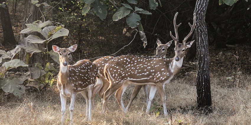 Chital spotted at Gir National Park, one of the best wildlife sanctuaries in India.