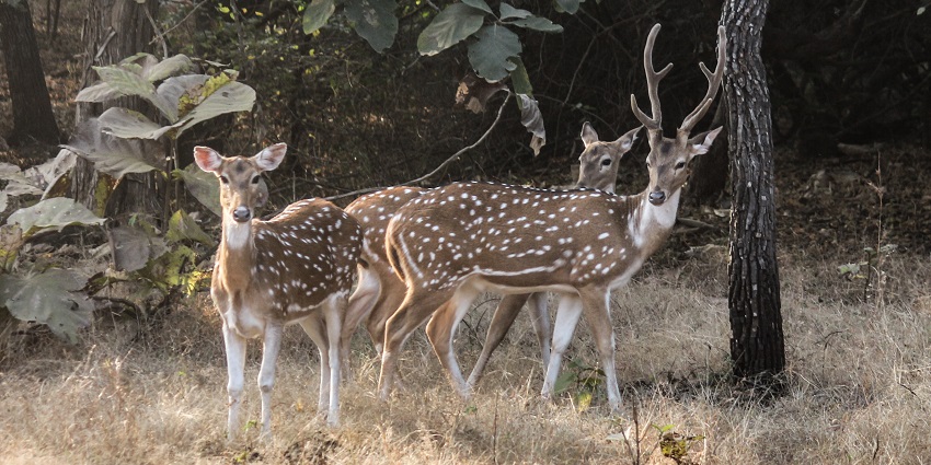 A herd of Chital (a species of deer) clicked during a jungle safari in India