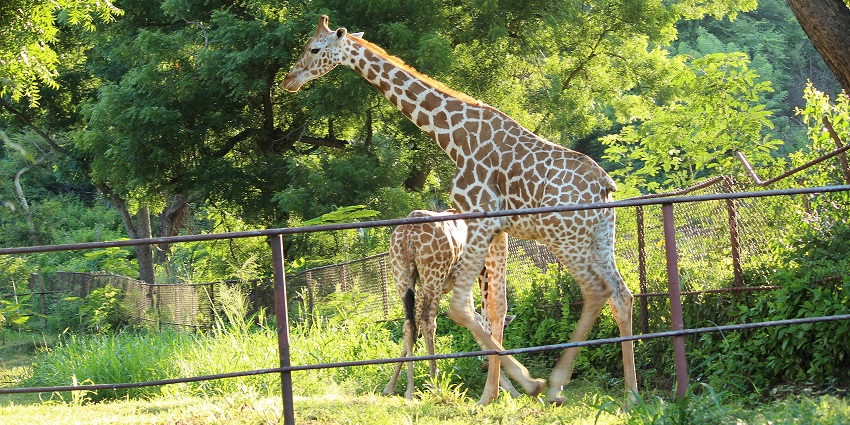 Giraffe with its mate spotted amidst the lush beauty of Indira Gandhi Zoological Park.