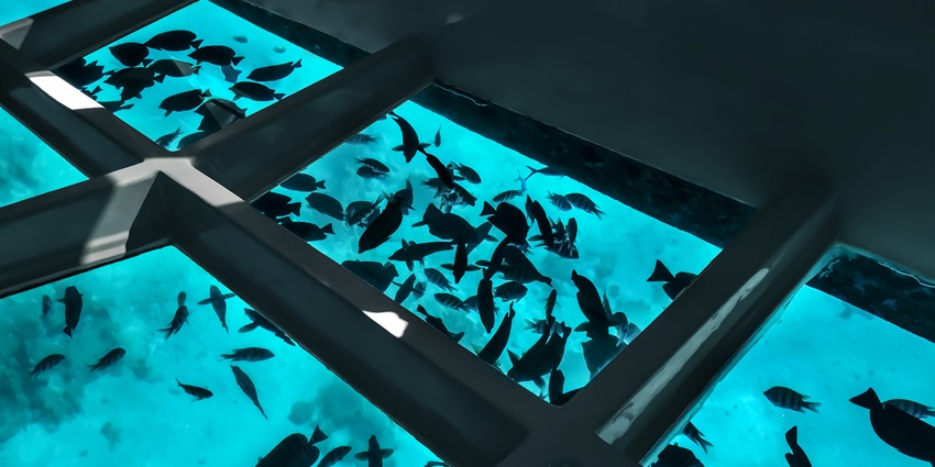 Discover the underwater world of sea turtles, corals and fishes on your excursion.
