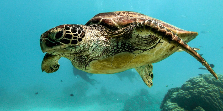 A glass bottom boat ride is one of the best activities to do in Rani Jhansi Marine Park.