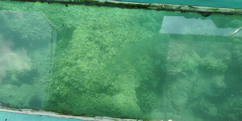 Enjoying the view of marine animals and corals while on a glass bottom boat in Neil Island
Photo: Andre Carrotflower / Wikimedia Commons