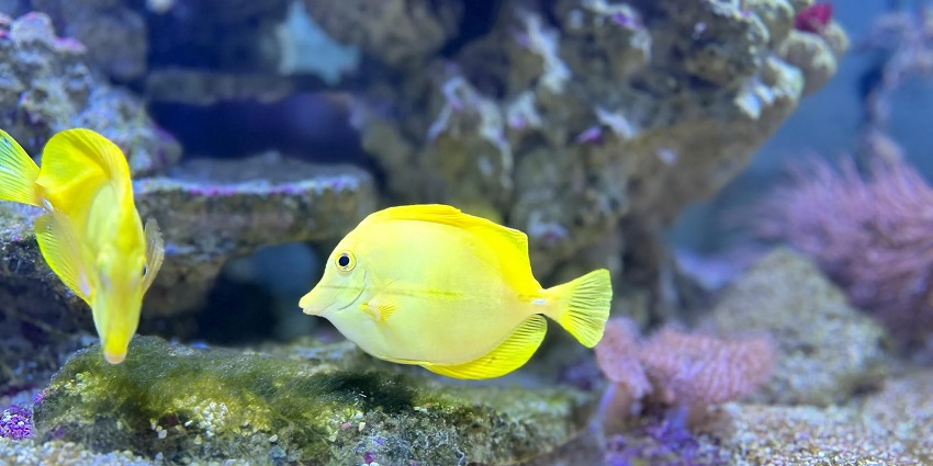 A beautiful view of yellow fish underwater which can be seen through a glass bottom ride.