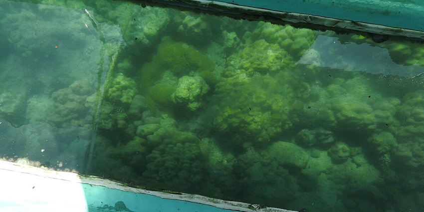 A breathtaking view of a sea turtle swimming underwater amidst beautiful coral reefs.