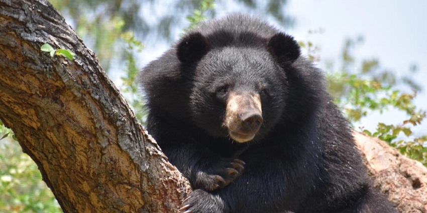 See diverse wildlife at the Gopalpur Zoo, one of the tourist attractions in Chintpurni.