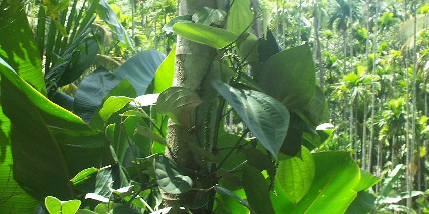Drench in the smell of flavours at Green Park Ayurvedic & Spice Plantation, Kumily.