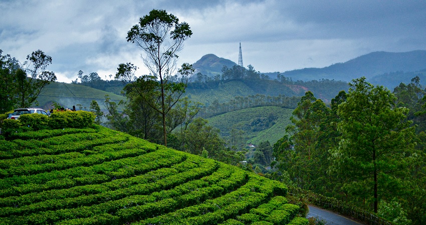 If you are seeking serenity amidst the rolling hills, then Munnar is the place for you.