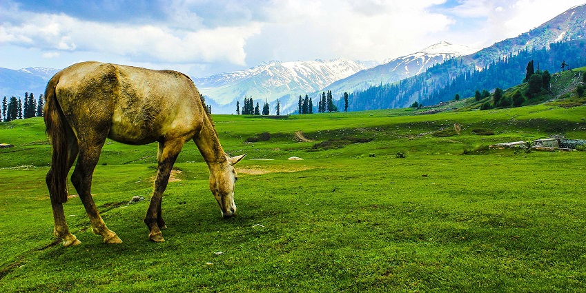 An enchanting scenery of a horse in the mountainous terrain of Gulmarg, Kashmir.