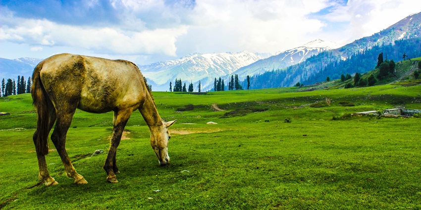A horse grazing on a field in Gulmarg, one of the hill stations near Vaishno Devi