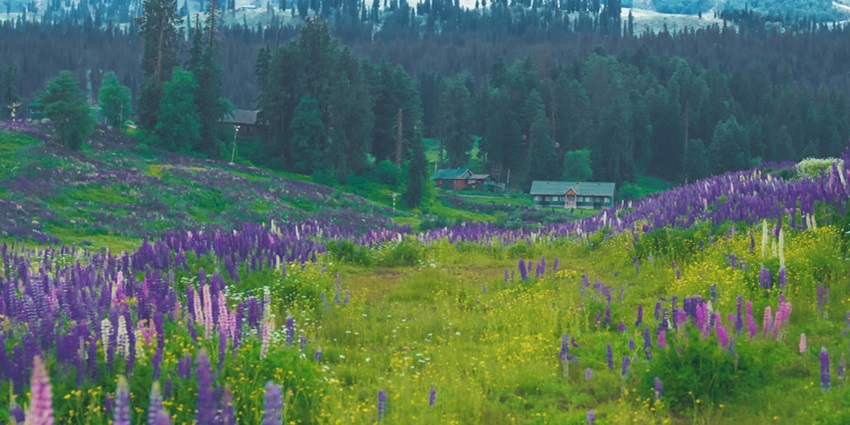 Gulmarg is among the best places to visit in June in India, offering amazing experiences.