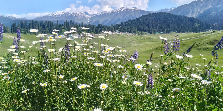 Flora of Gulmarg Biosphere Reserve, one of the best places to visit in Gulmarg, Baramulla.