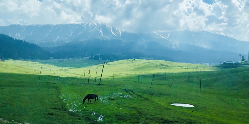 A heavenly view of Gulmarg’s mountain with an animal in the middle grazing grass.