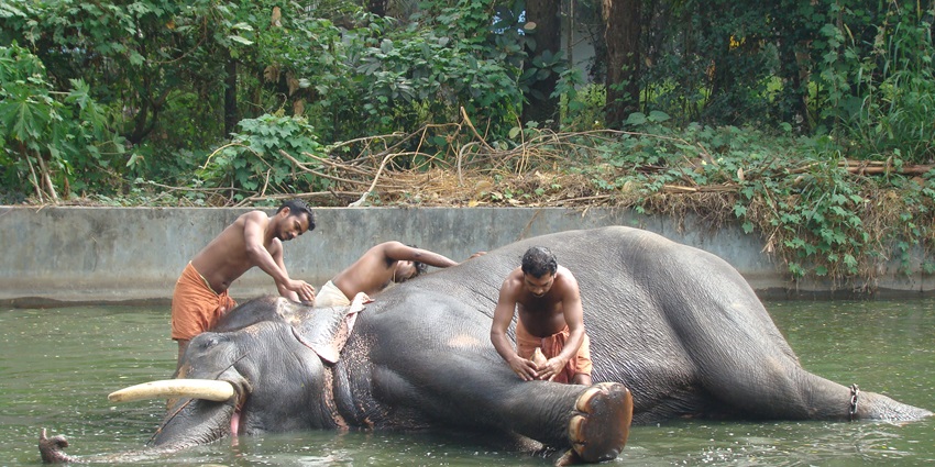 With charming elephants, this sanctuary offers one of the best places to visit near Guruvayur.