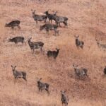 The endangered red deer, also known as Hangul, can be spotted at Salim Ali National Park