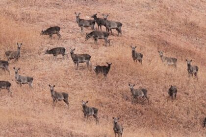 The endangered red deer, also known as Hangul, can be spotted at Salim Ali National Park