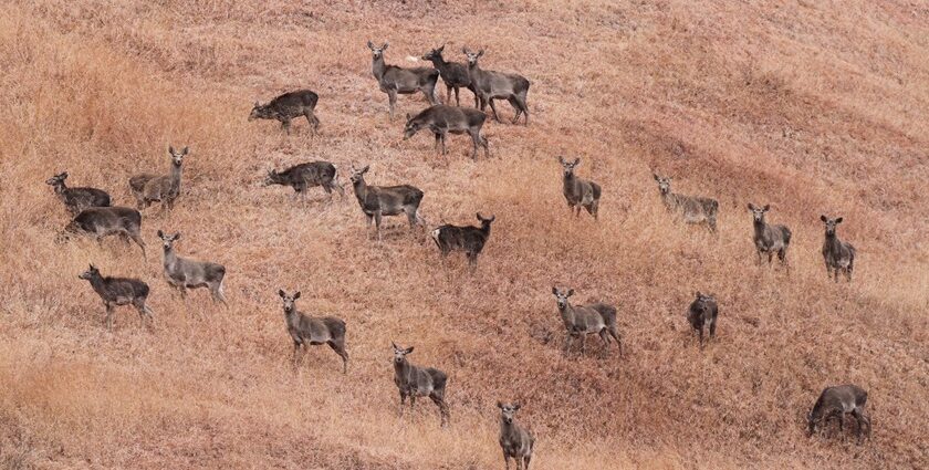 The endangered red deer, also known as Hangul, can be spotted at Salim Ali National Park