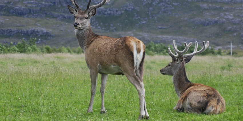 Spot Hangul deer in their natural habitat at the Salim Ali National Park, Srinagar