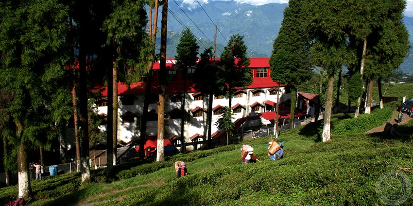 This is a splendid tea estate spread at a walking distance from the main city of Darjeeling.