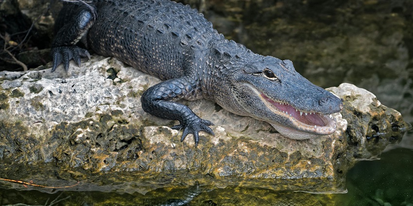 An astonishing click of an alligator sitting on a boulder near a water body in a zoo
