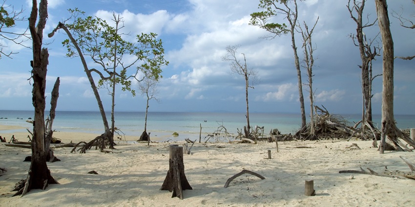 Tropical trees on the sandy beach with crystal clear water to indulge in adventure.