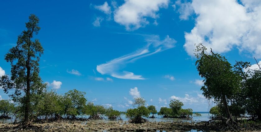 A breathtaking view of Havelock Island with turquoise waters and lush green trees.