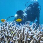 The wall is one of the popular places for marine life and scuba diving in Havelock Islands.