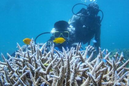 The wall is one of the popular places for marine life and scuba diving in Havelock Islands.