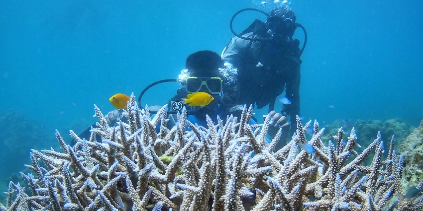 A person scuba diving at Havelock Island, which is an area that is surrounded by corals