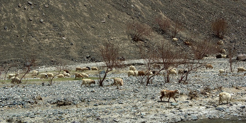 View of Goats in Hemis National Park: wildlife, rocky terrain, and mountainous backdrop.