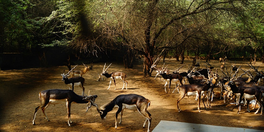 National Zoological Park, one of the best zoos in India has many animals including deer.