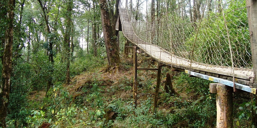 It is a heritage pine forest with excellent views of the Himalayan range - near Siliguri