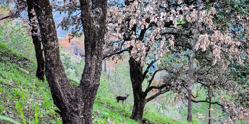 One of the best things to do in Barog is to hike to the lush green Gilbert Trail in Kasauli