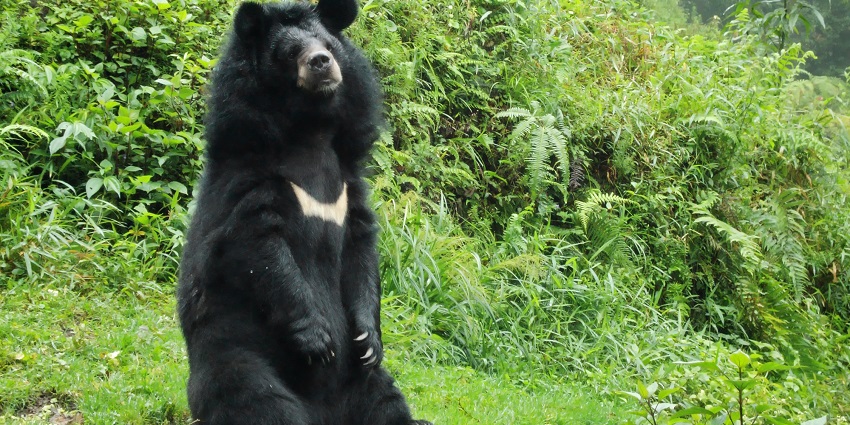 It is important to not disturb the Himalayan Black Bear and other wildlife at this national park