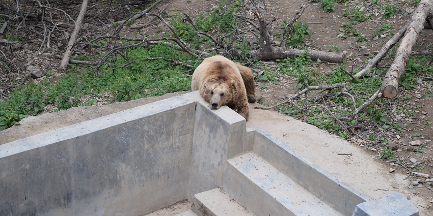 Himalayan Wildlife in the Chail National Park Take a visit