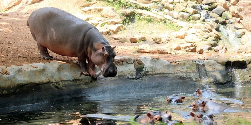 A hippopotamus at Thiruvananthapuram Zoo- one of the places to visit in Trivandrum with family