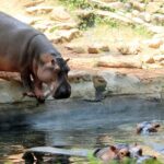 Various animals reside in their natural habitat in Trivandrum Zoo including the hippopotamus.